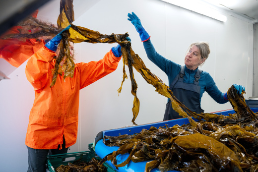 How Scotland’s seaweed growers are aiming to revolutionise what we buy